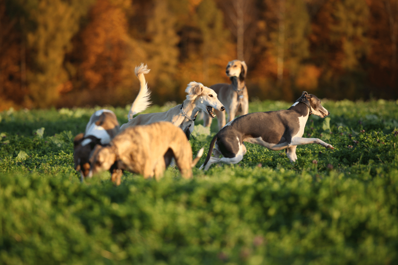 tipos de galgos