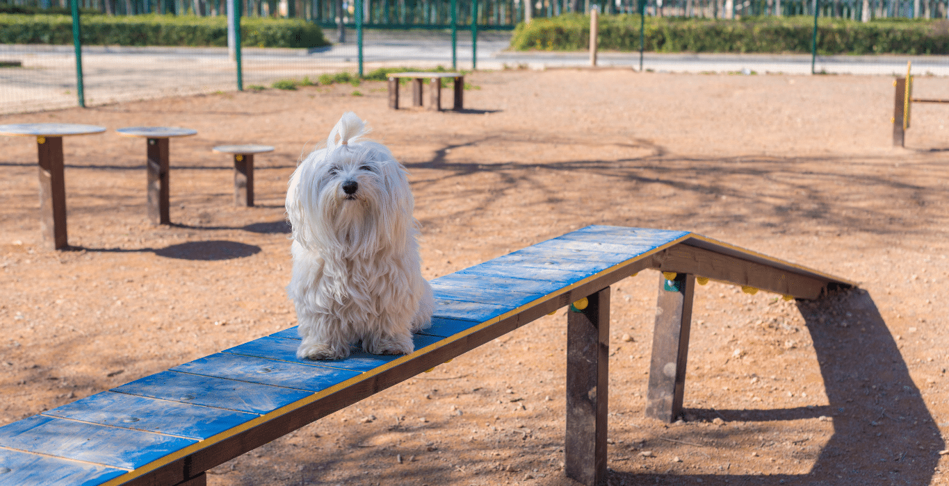 bichon maltes niños