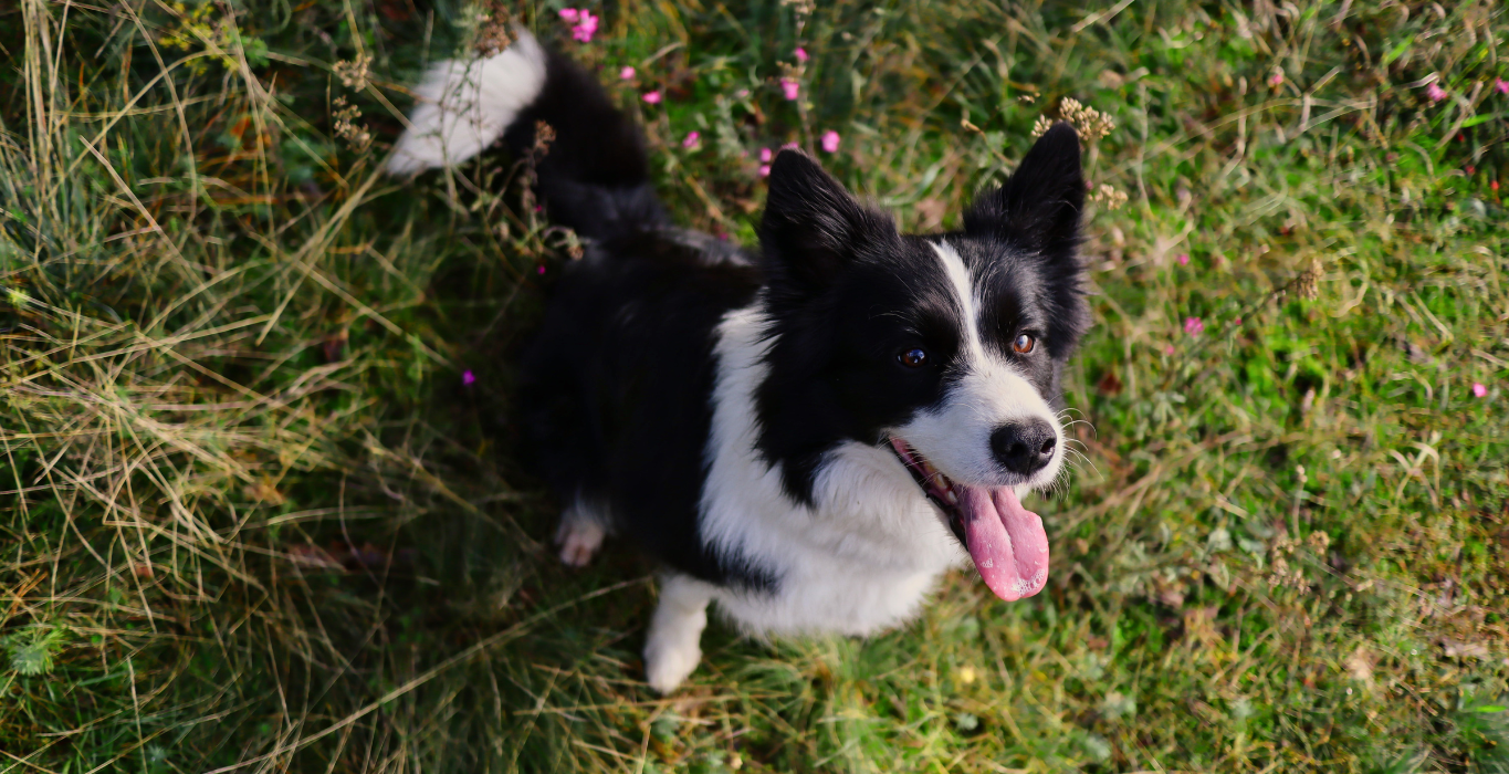 collie