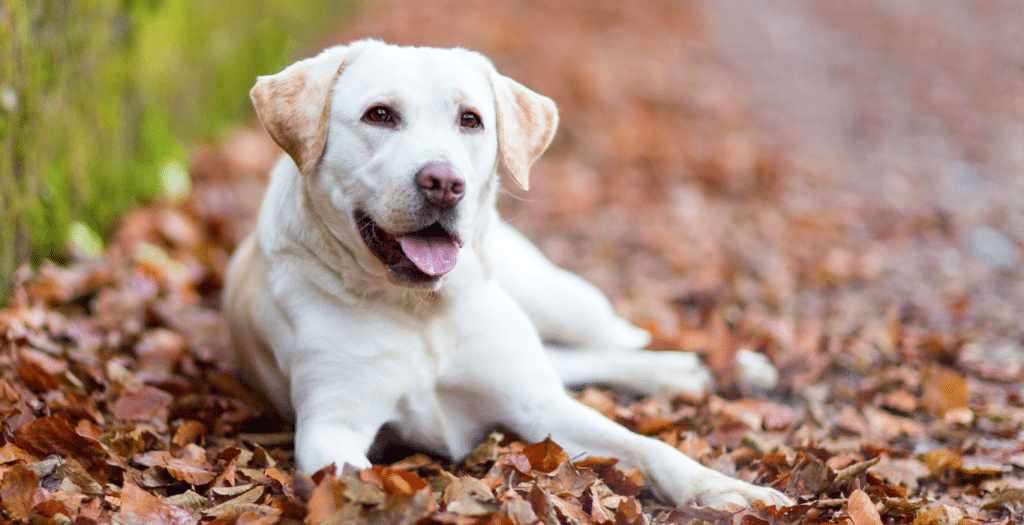 labrador retriever