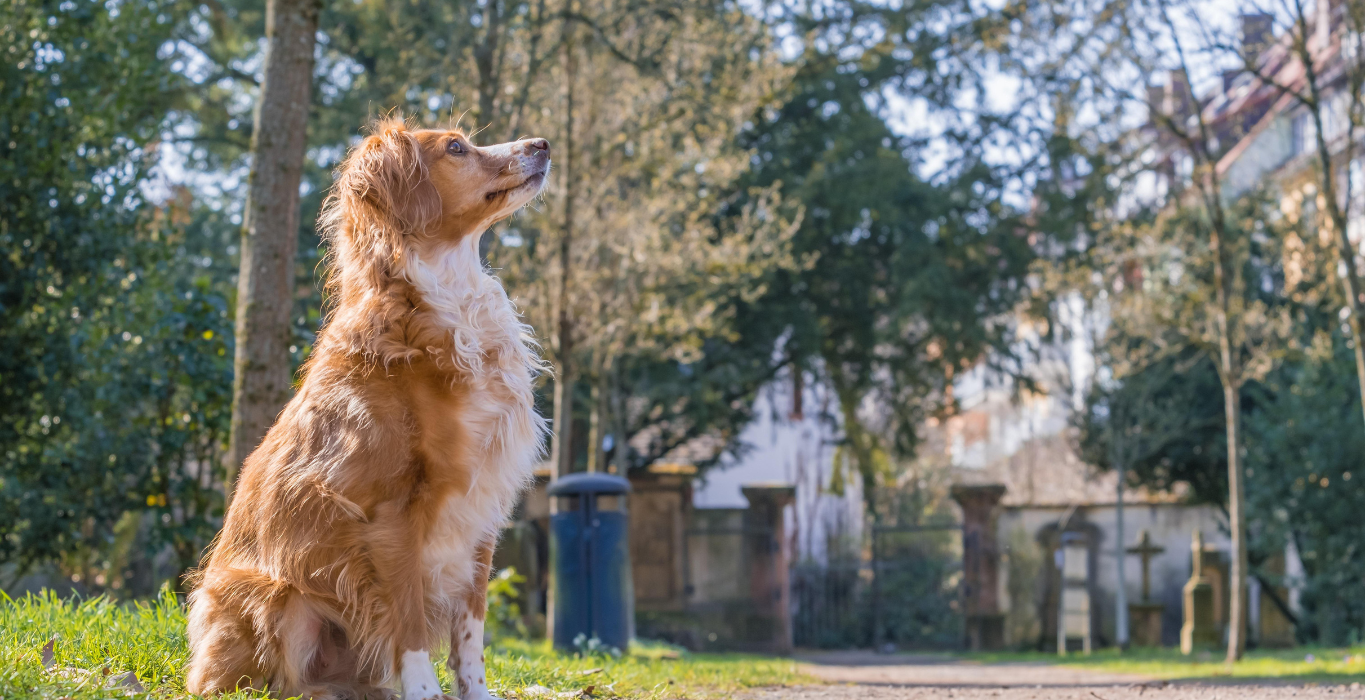 perros mestizos niños