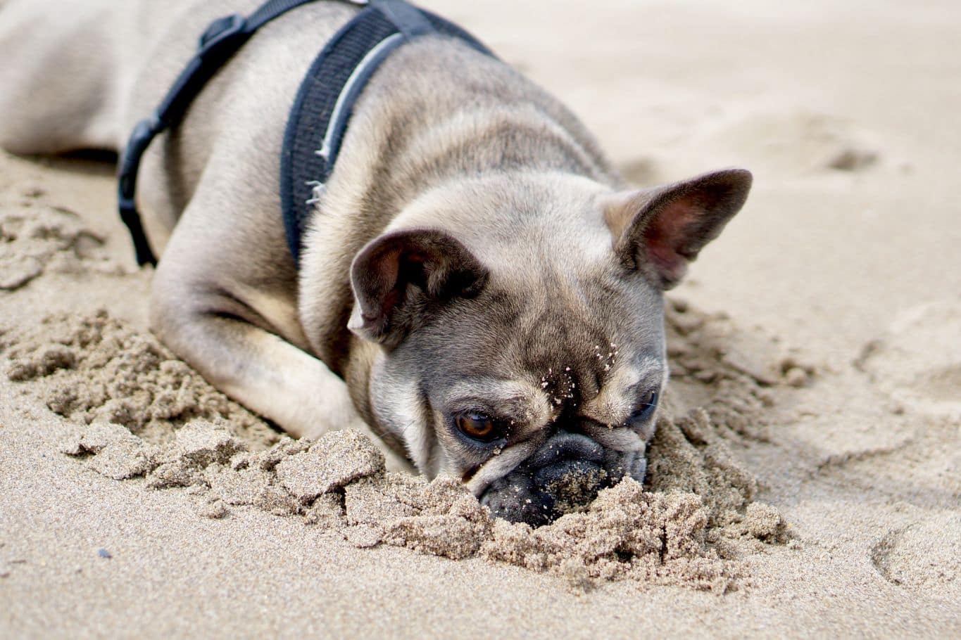 ¿Qué pasa si mi perro come arena? Peligros y recomendaciones