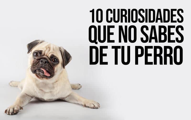 10 curiosidades que (casi seguro) no sabes de tu perro