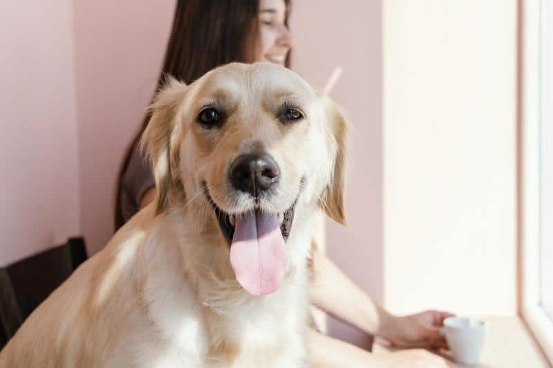 ¿Cuáles son las razas de perro que mejor se adaptan a vivir en un piso?