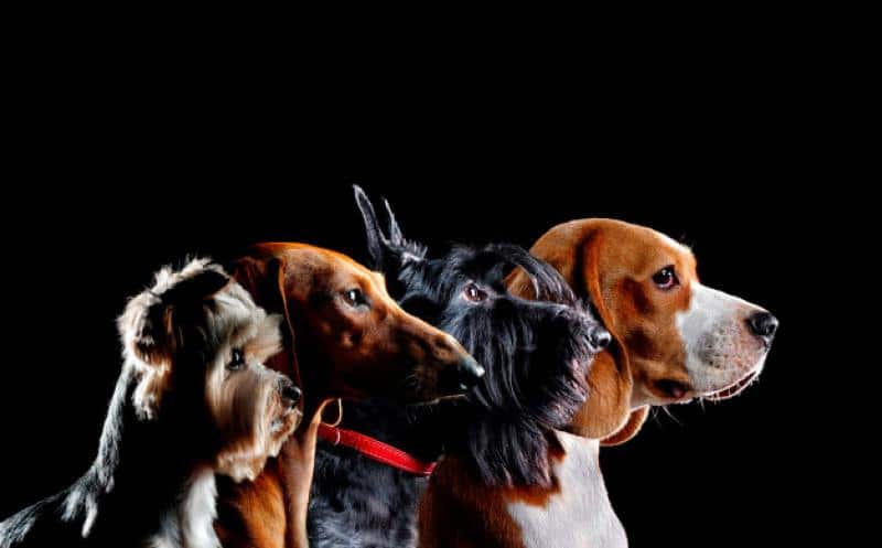 10 razas de perros que posiblemente no conozcas | para perros