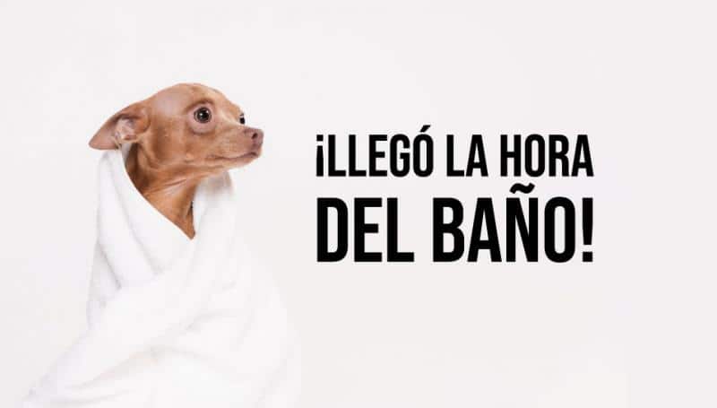 foto de un perro después de bañarse