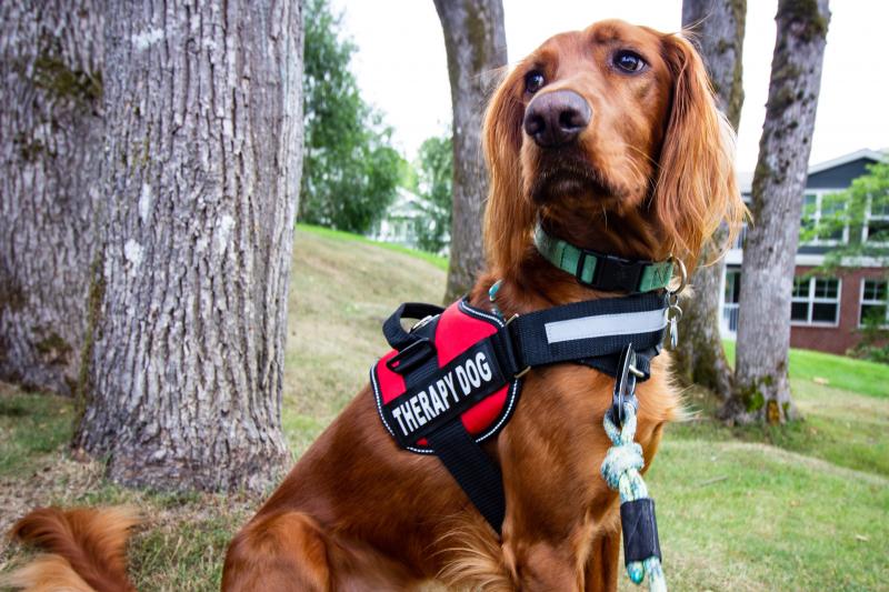 foto de un perro de trabajo de caninoterapia