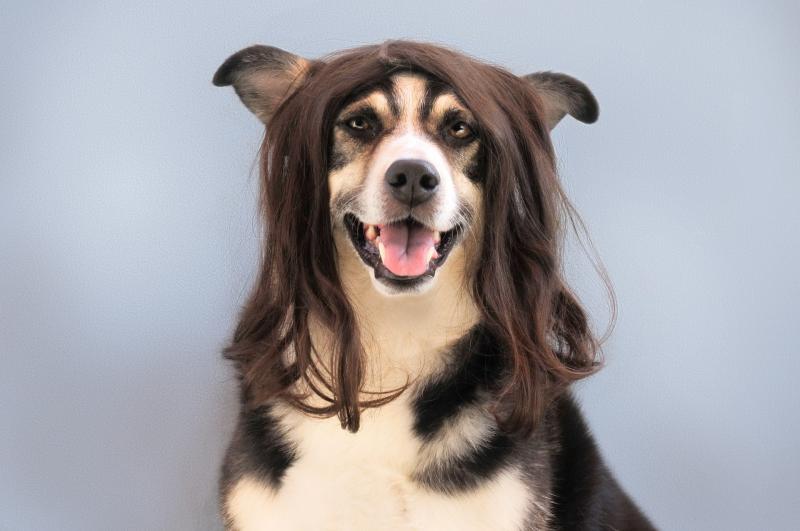 foto de un perro con una peluca