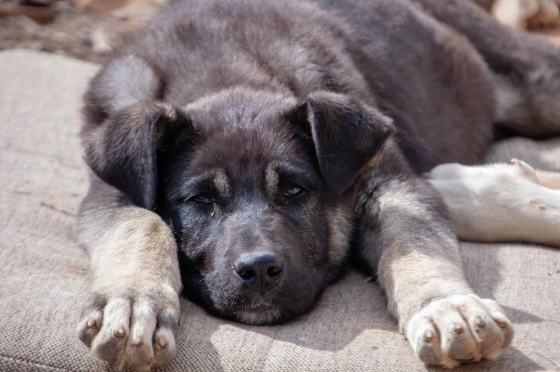 foto de un cachorro de mastín al que hay que limpiar las orejas