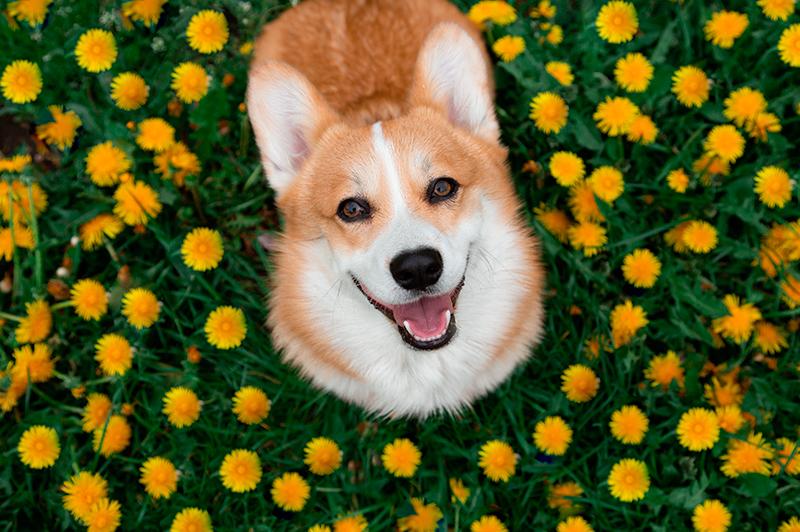 foto de un perro en primavera