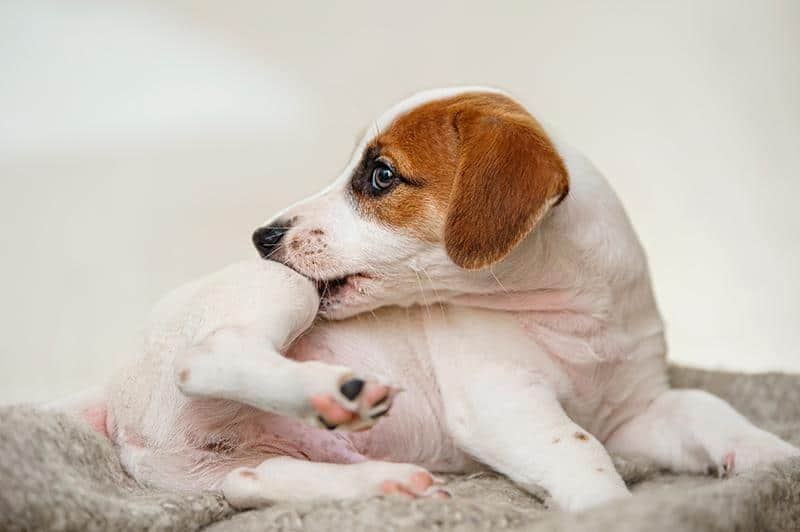 foto de un perro que se muerde por el comezón de una dermatitis atópica
