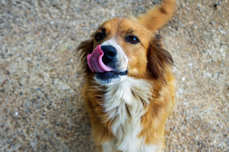 foto de un perro sin raza