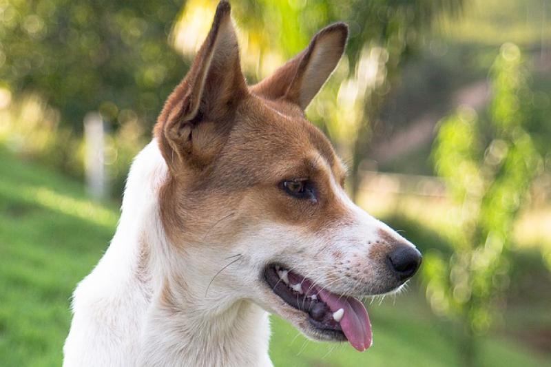 Pasos y requisitos para adoptar a un perro. decaninos.com