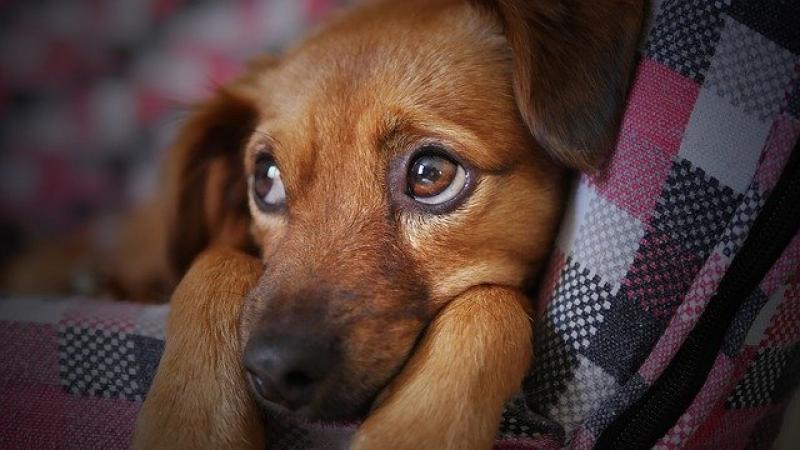 6 razones por las que contratar un seguro de Responsabilidad Civil para perros en Kalibo