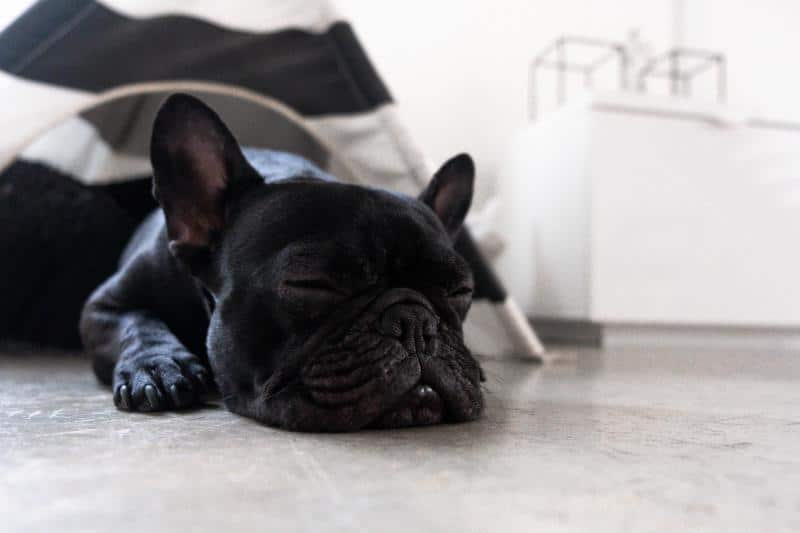 foto de un perro roncando