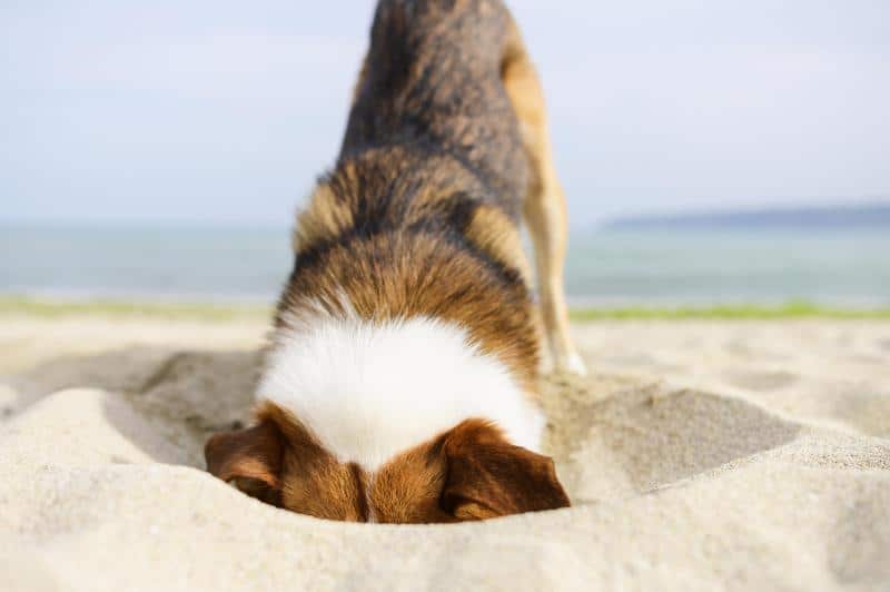 foto de un perro excavando en la arena de una playa