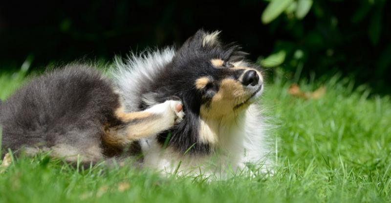 foto de un perro rascándose por parásitos