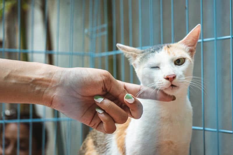 foto de un gato esterilizado