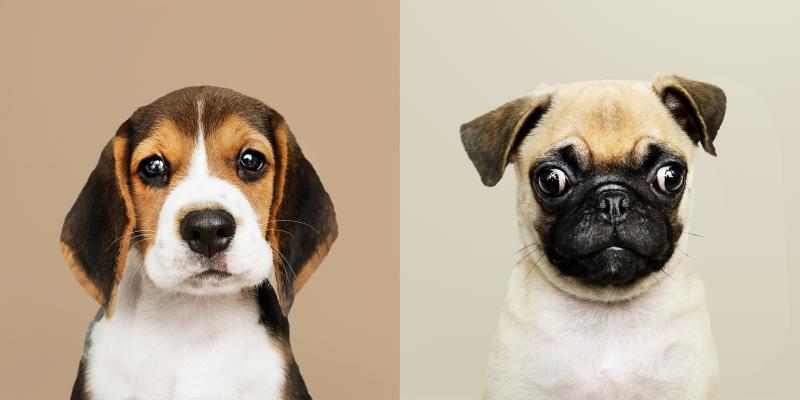 Las mejores razas de perro para convivir con niños