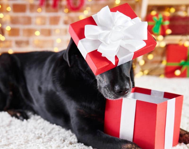 foto de un perro con una caja de regalos