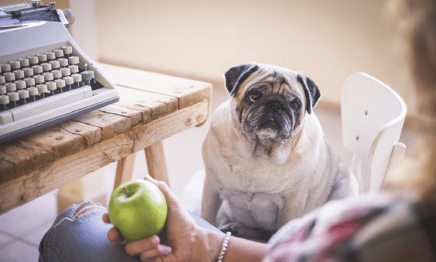 foto de un carlino mirando a su dueño