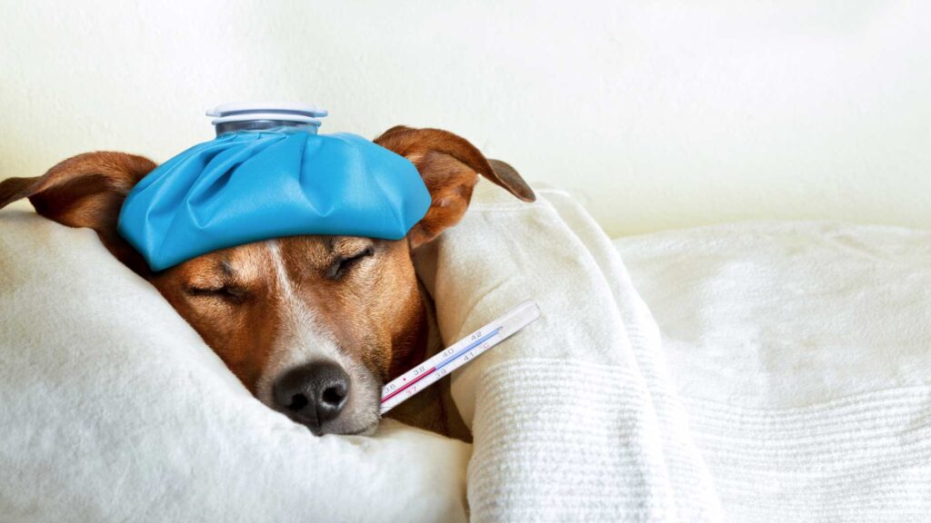 foto de perro con un termómetro en la boca