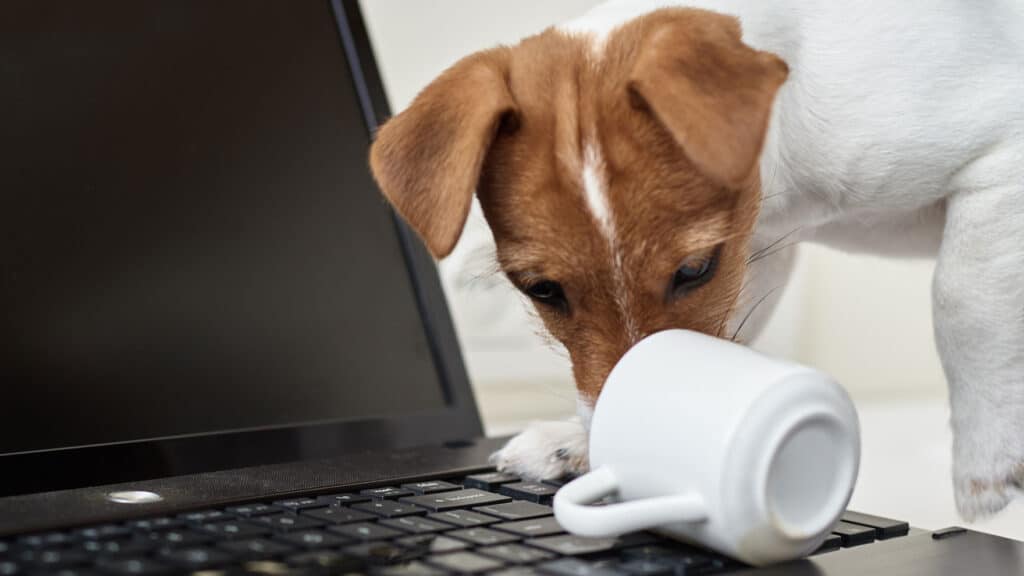 foto de perro asegurado con un seguro de responsabilidad civil para perros