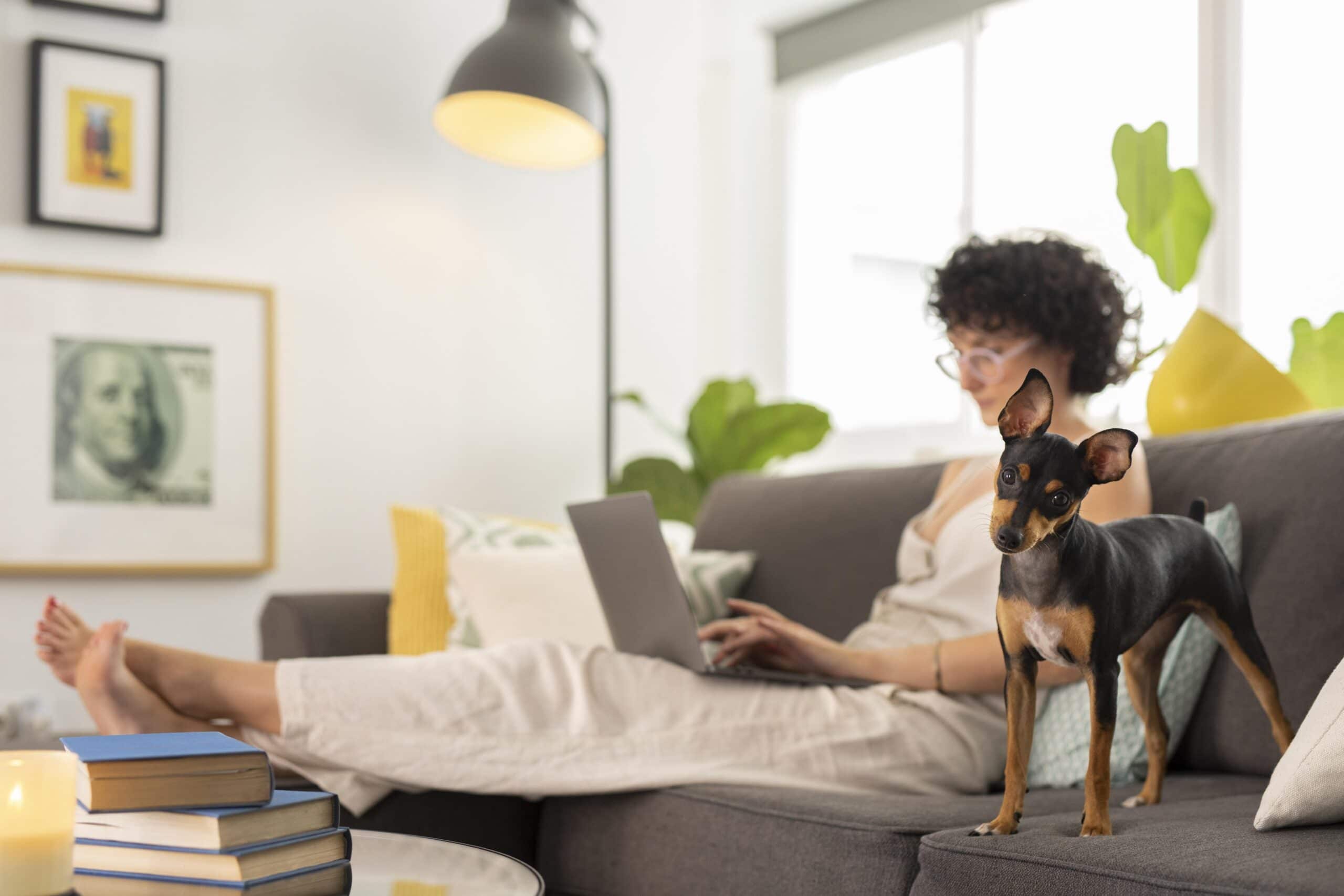 foto de raza de perro pequeño encima de un sofá