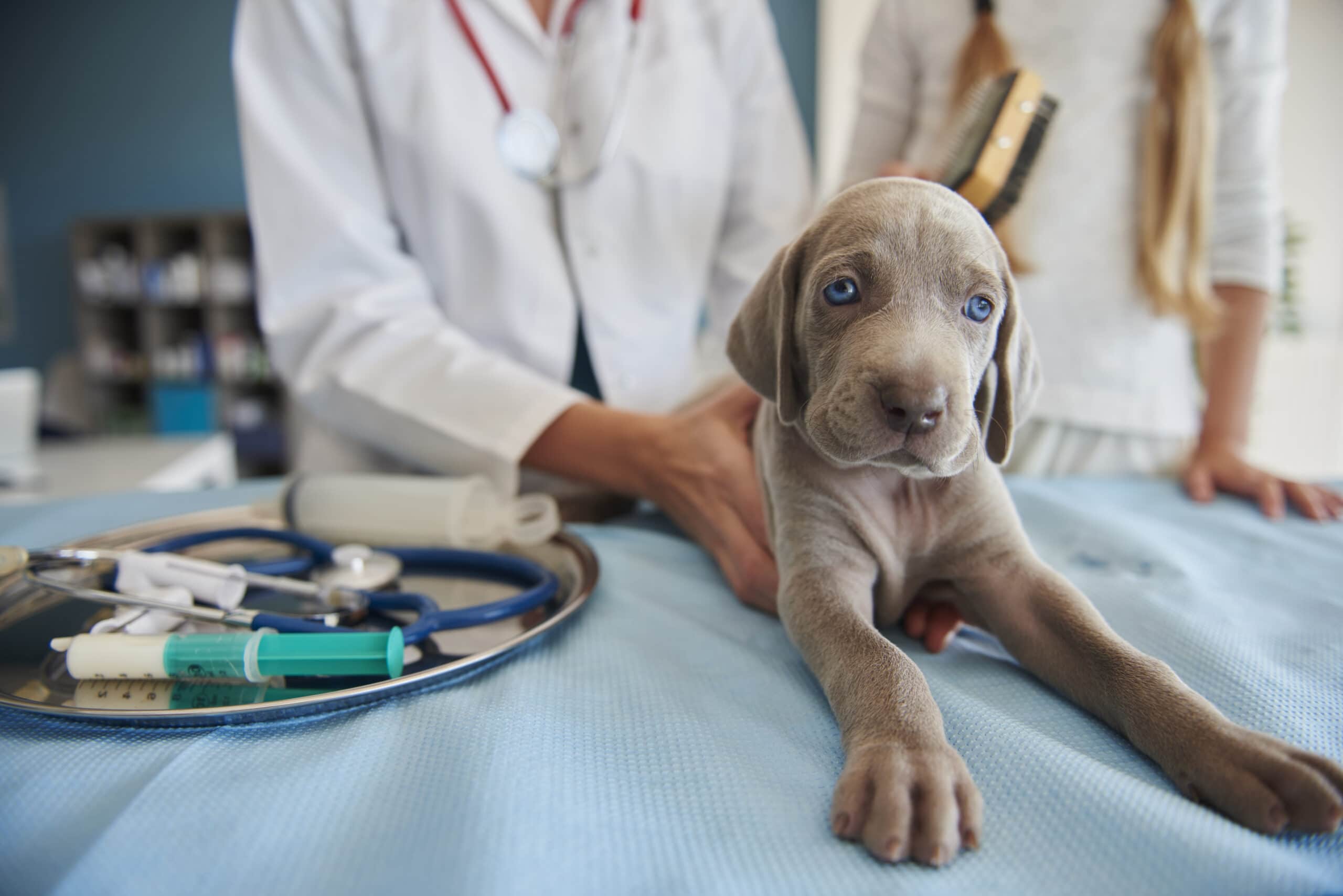 foto de cachorro en el veterinario para revisión del moquillo canino