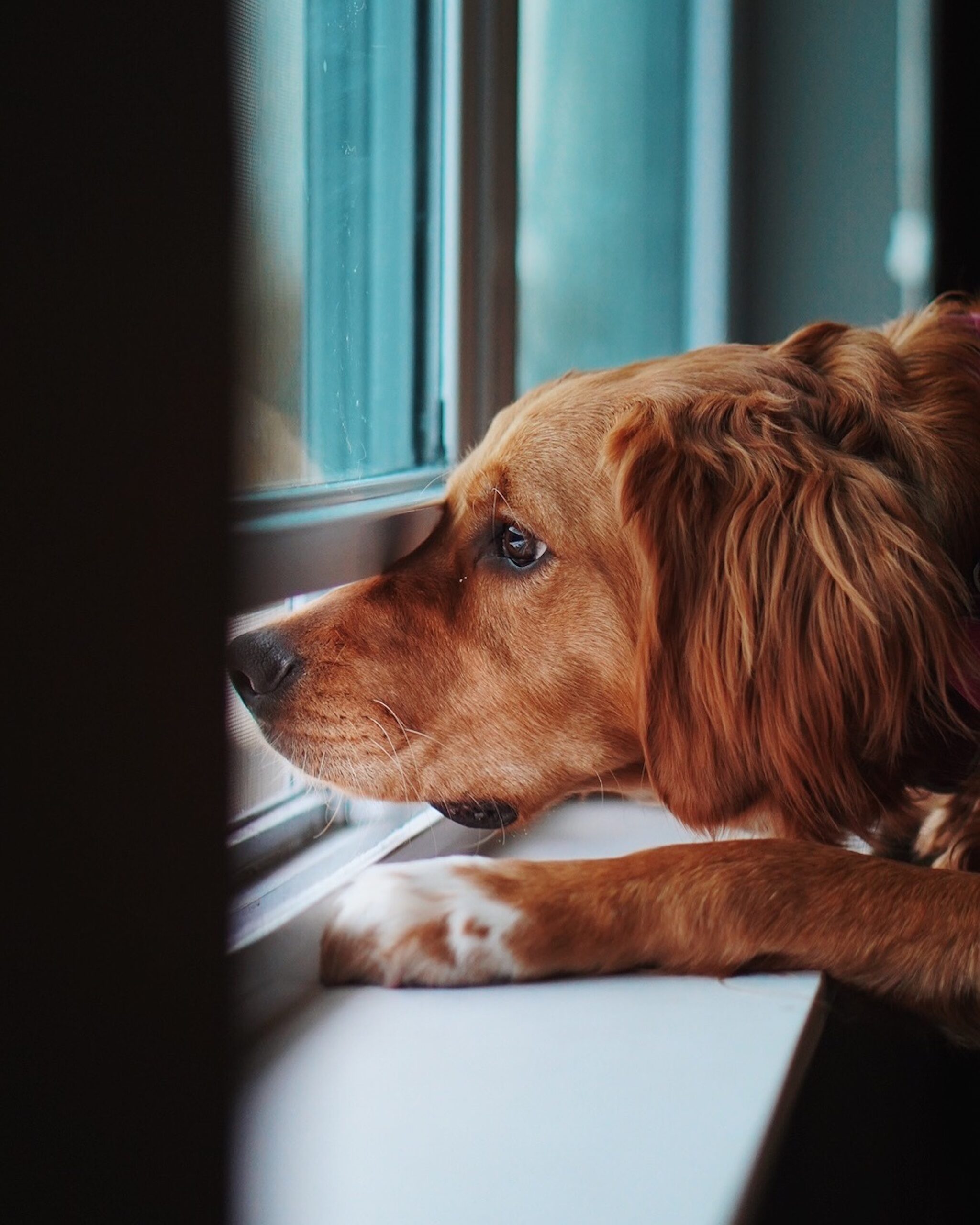 foto de perro que sufre displasia de cadera mirando por la ventana