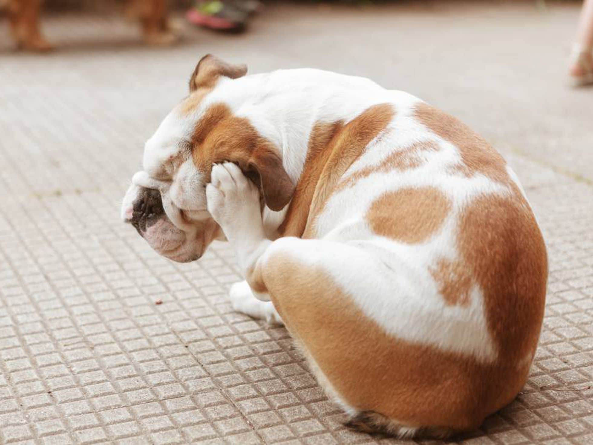 Foto de perro que se rasca por la alergia