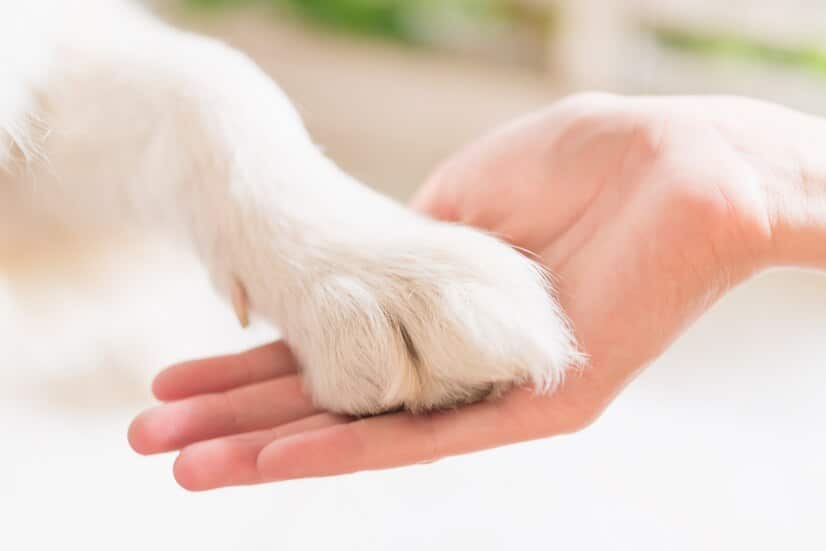 Artrosis en perros. Síntomas, causas, tratamiento y prevención