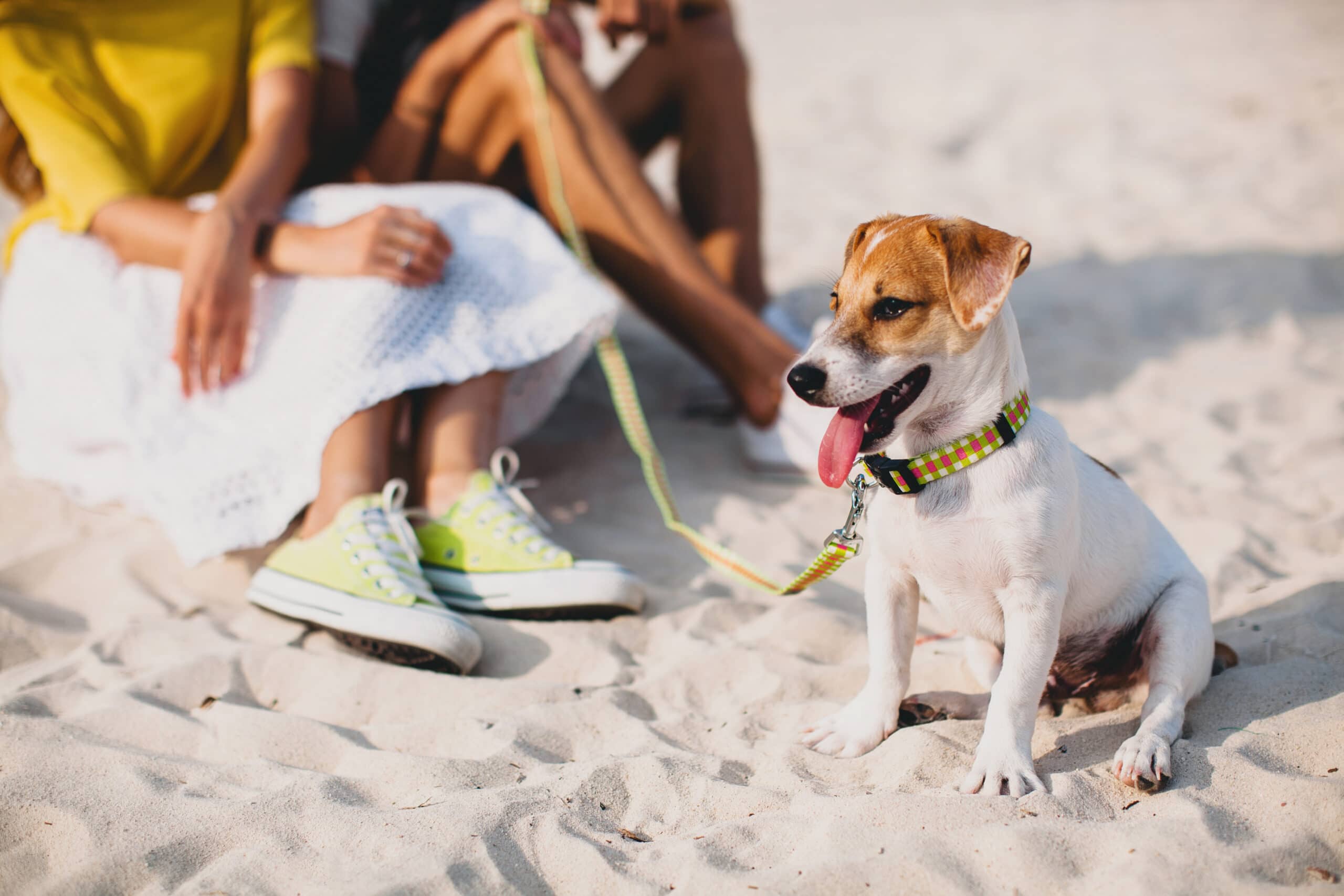 foto de perro en la playa con una ola de calor