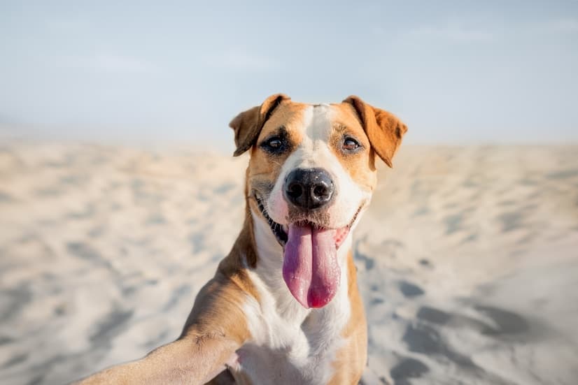 foto de perro asegurado con un seguro de viajes