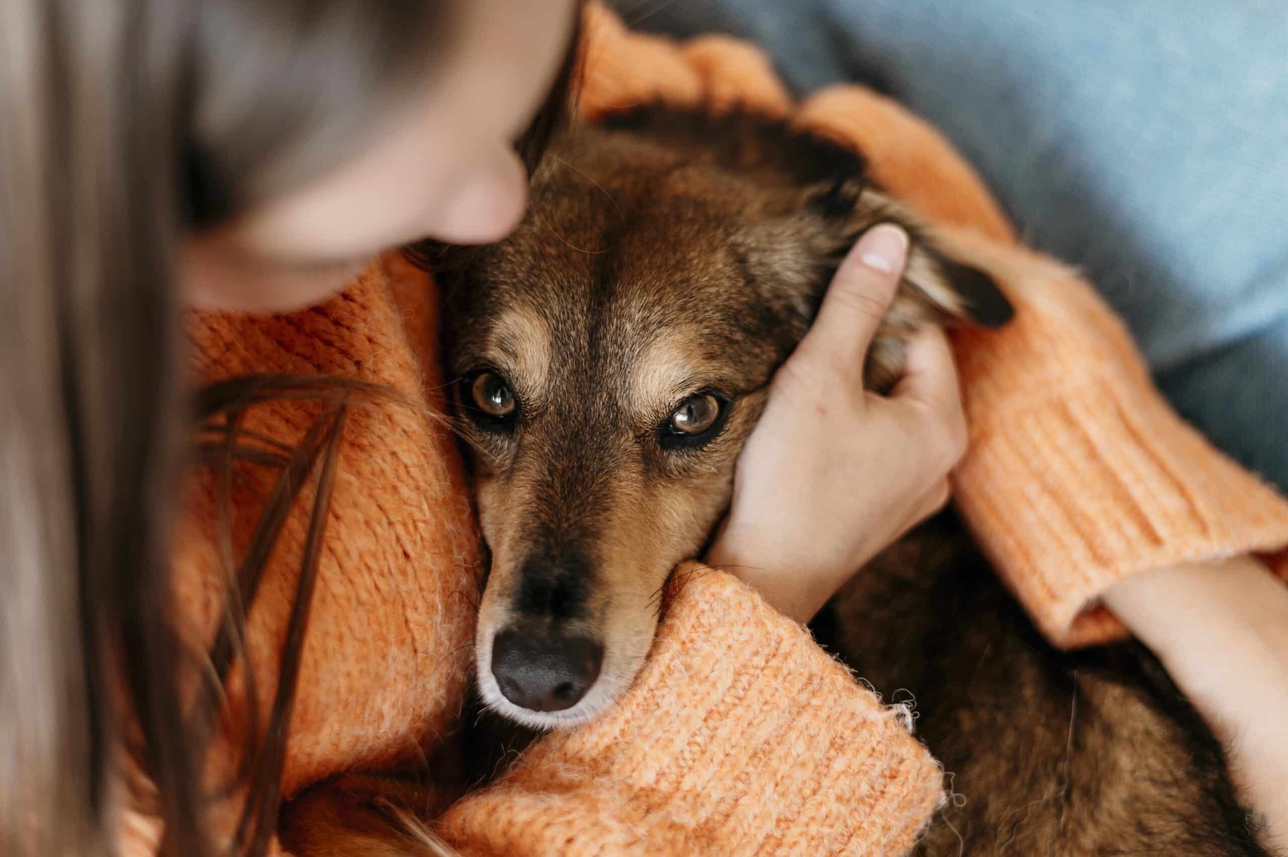 Picadura de avispa o abeja en perros: Síntomas y qué hacer