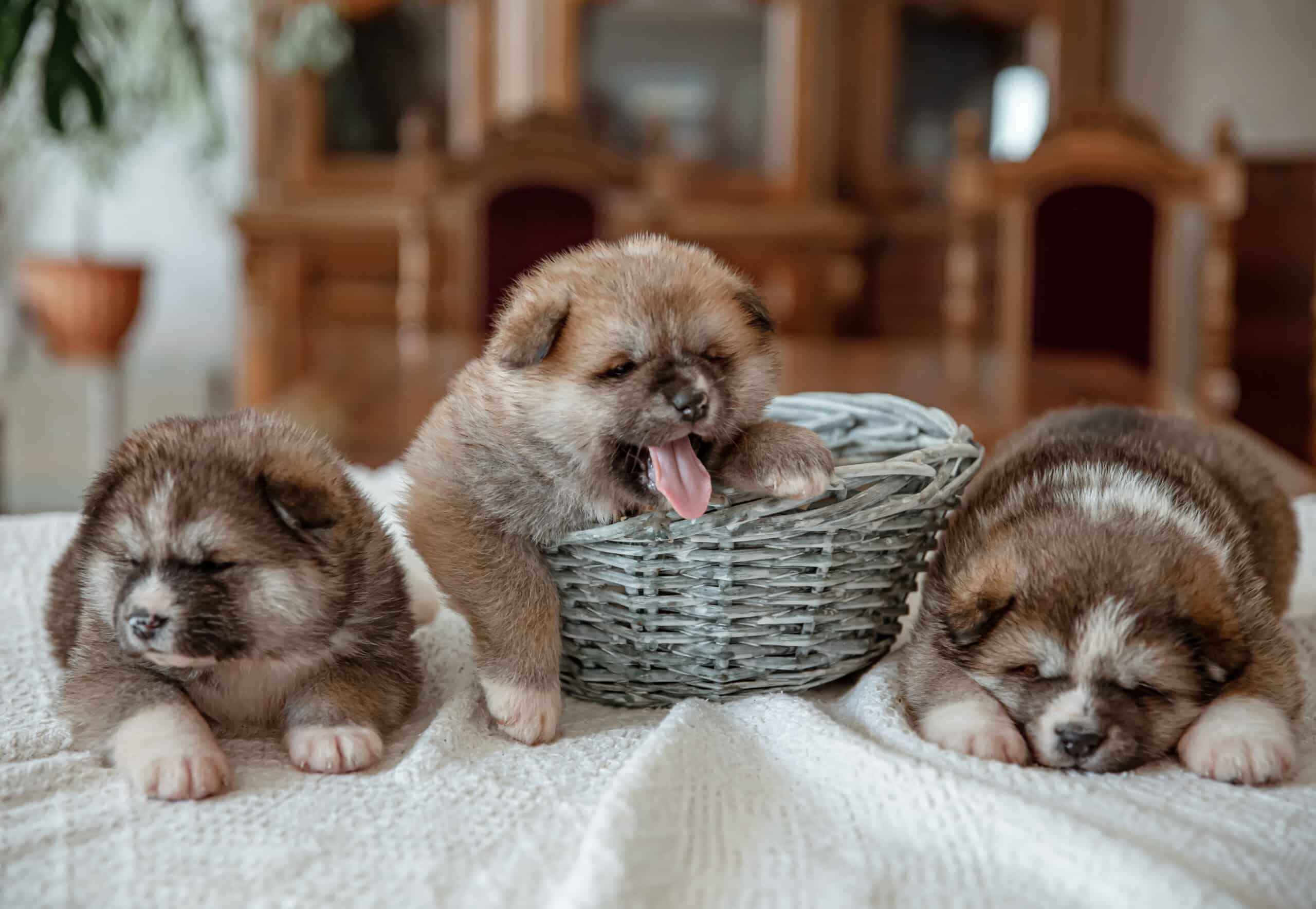 Foto de cachorros abriendo los ojos