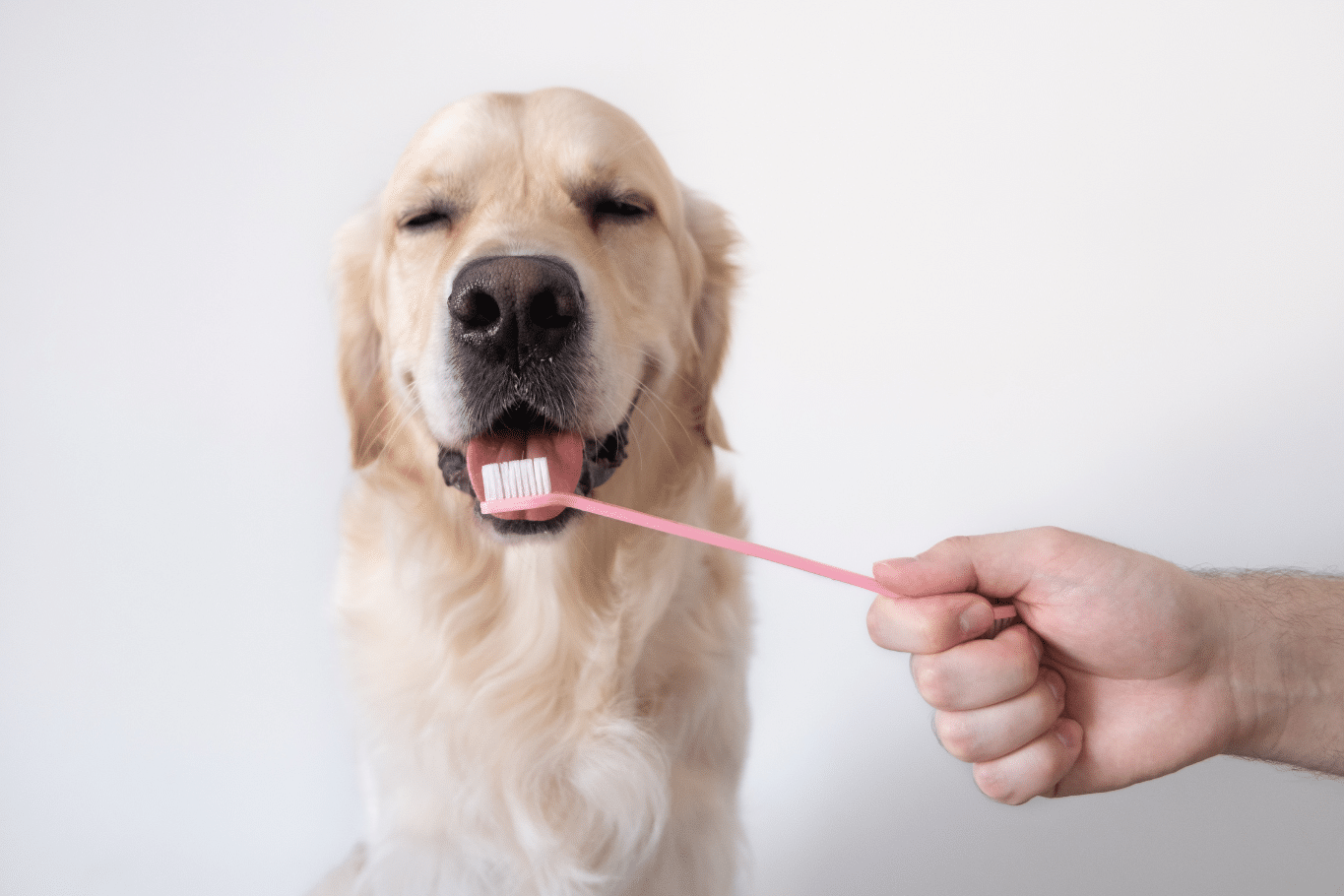 como limpiar dientes perro