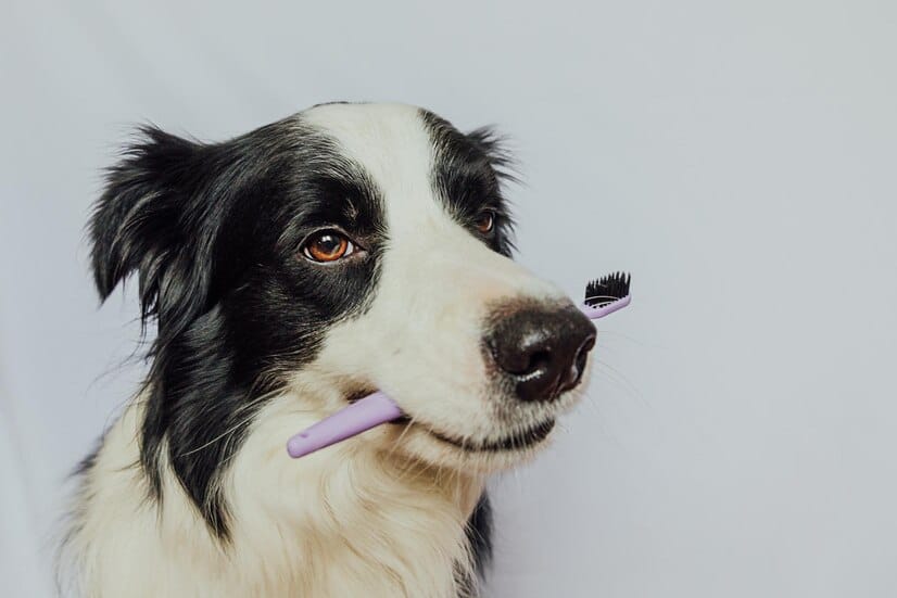 ¿Cómo limpiar los dientes a mi perro? Consejos y métodos   