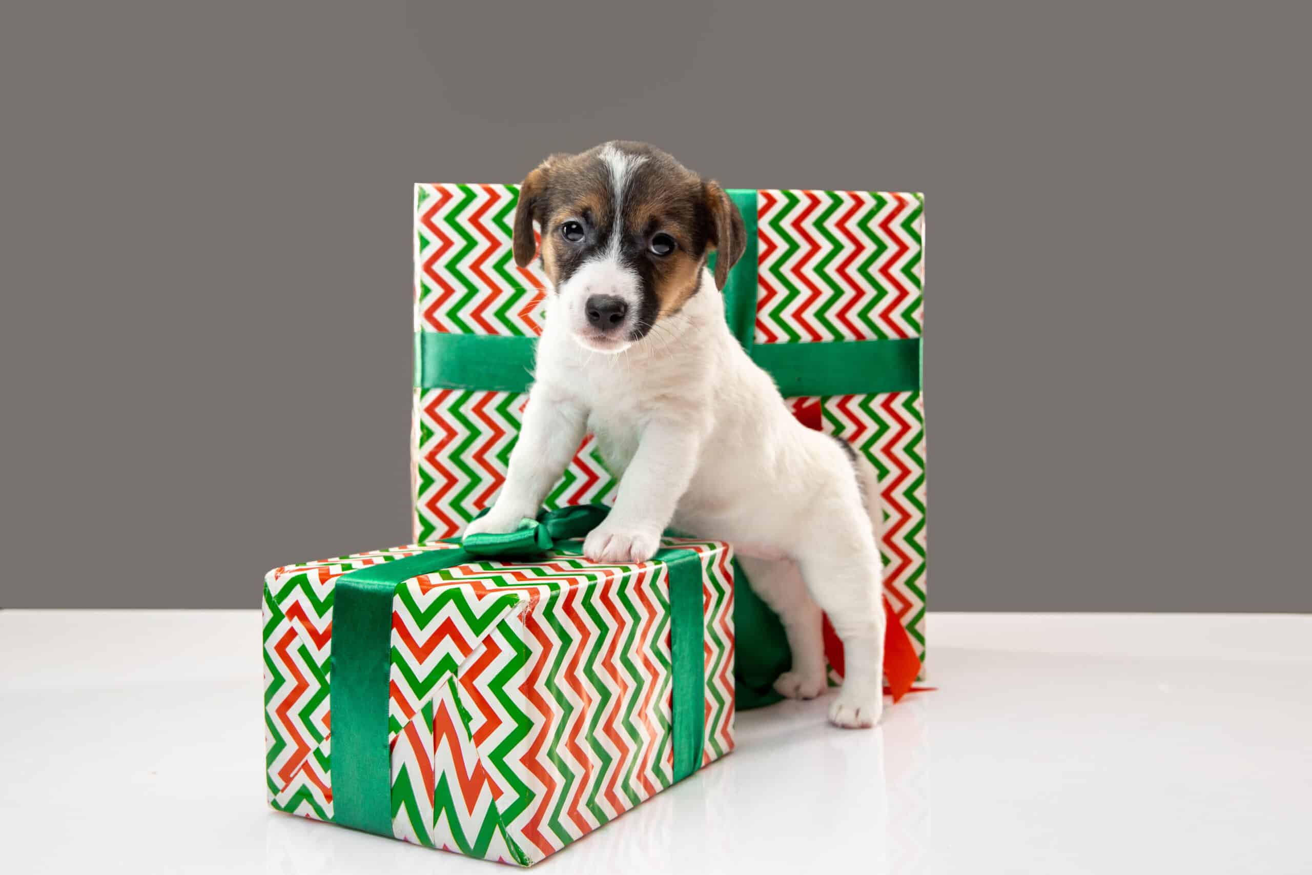 Regalos de navidad para perros