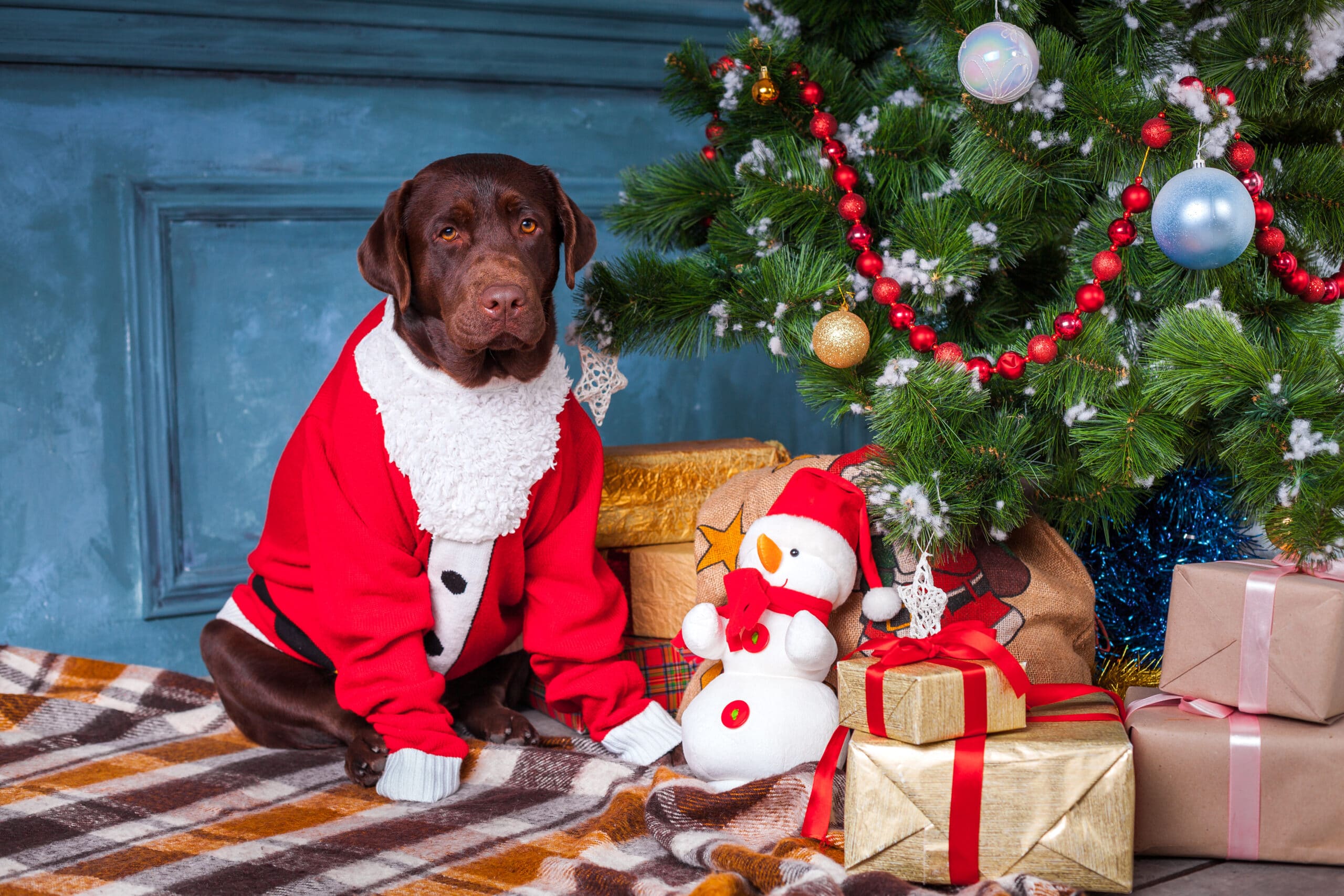 Proteger árbol de navidad de un perro