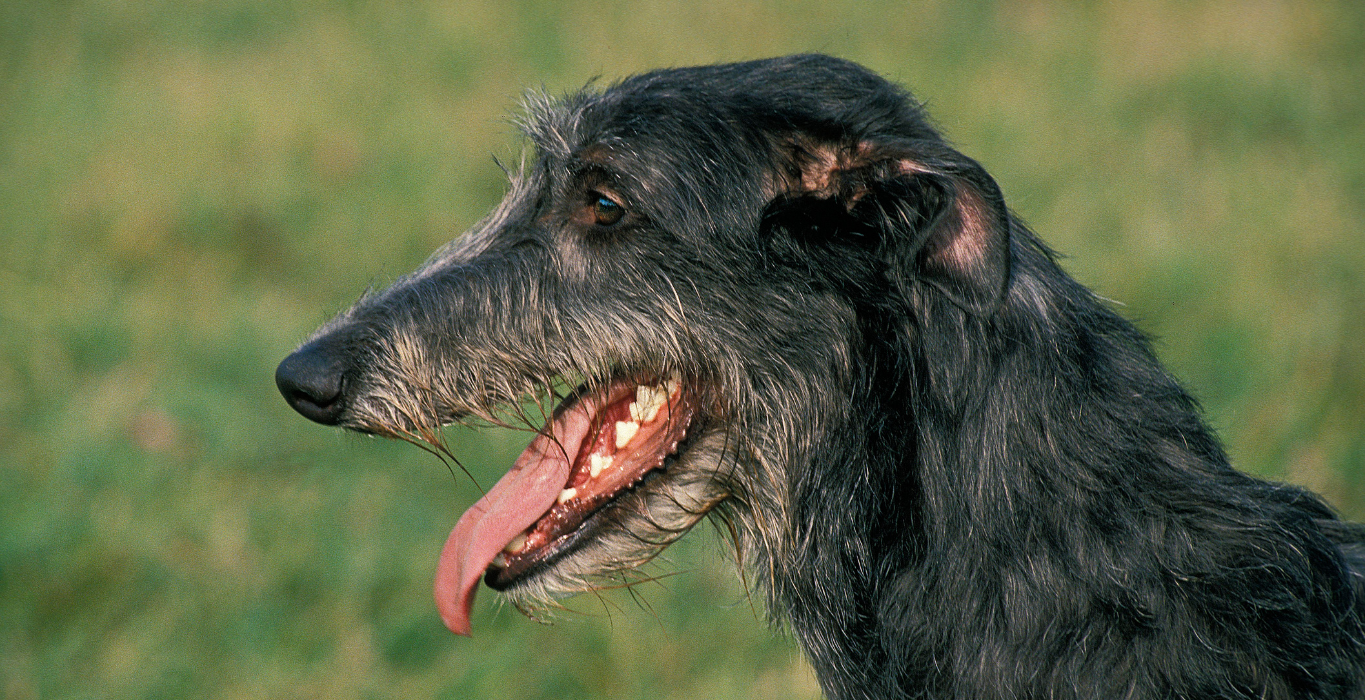 galgo escoces