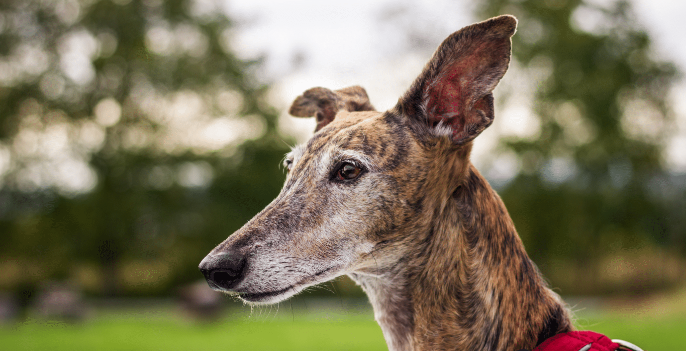 galgo español