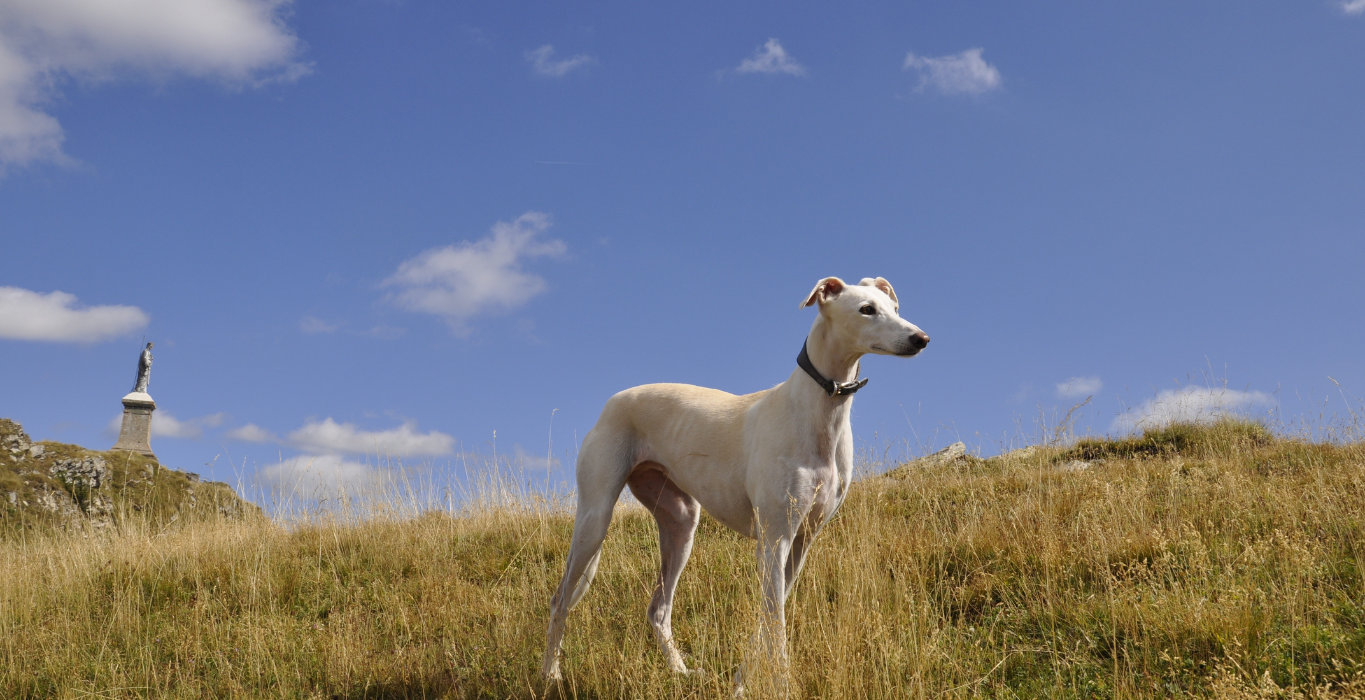 galgo griego