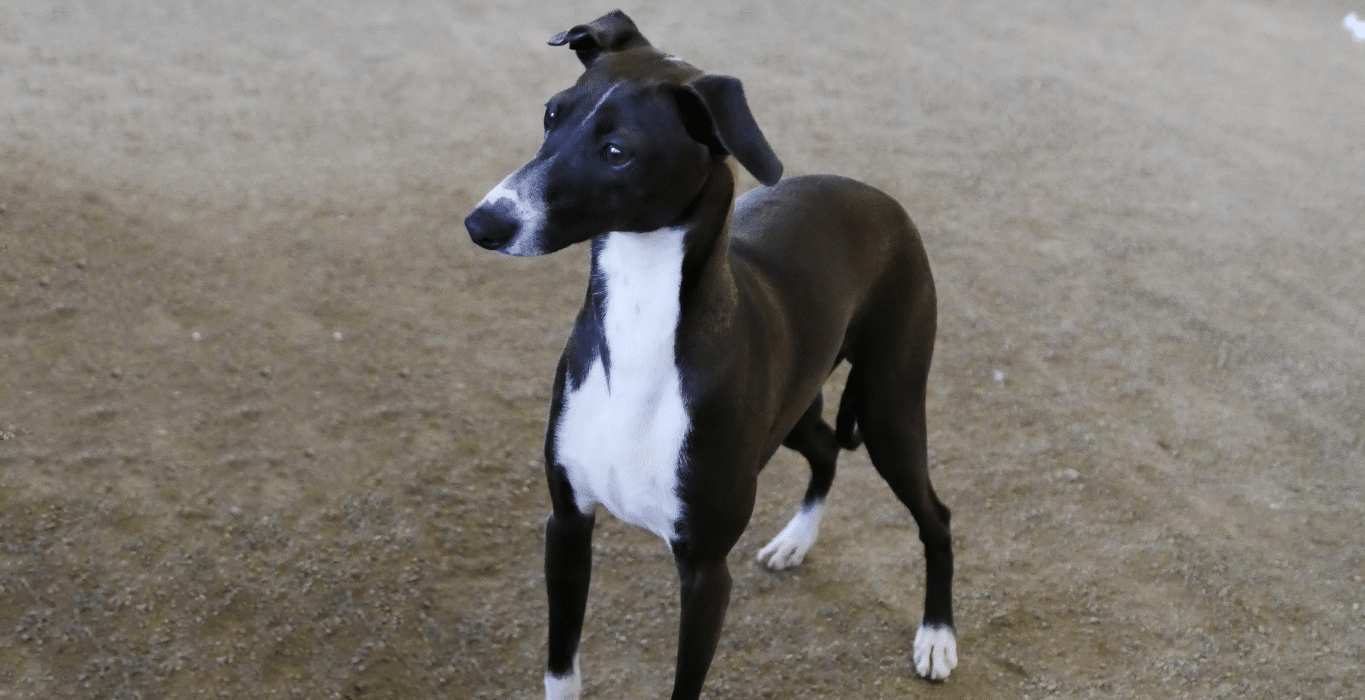 galgo italiano