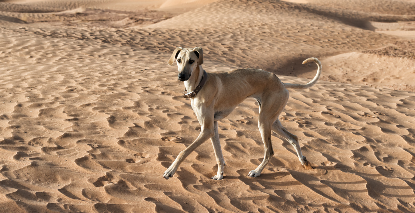 galgo marruecos