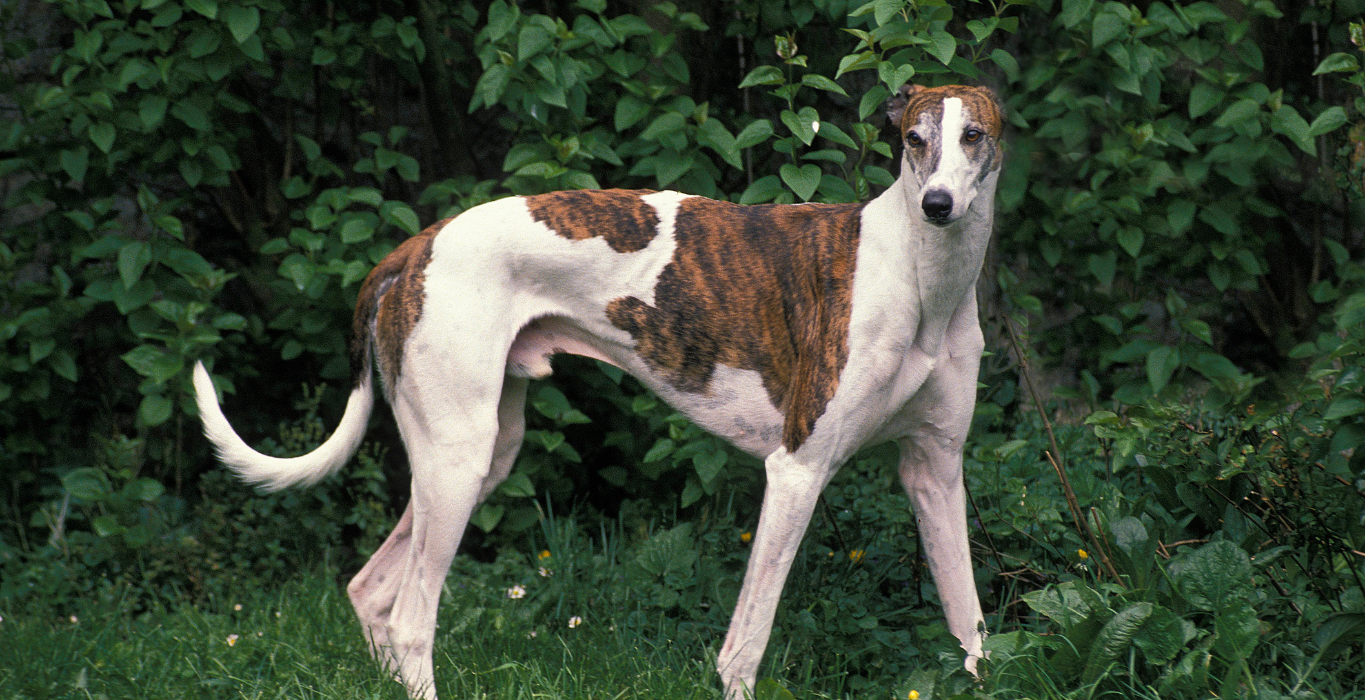 galgo polonia