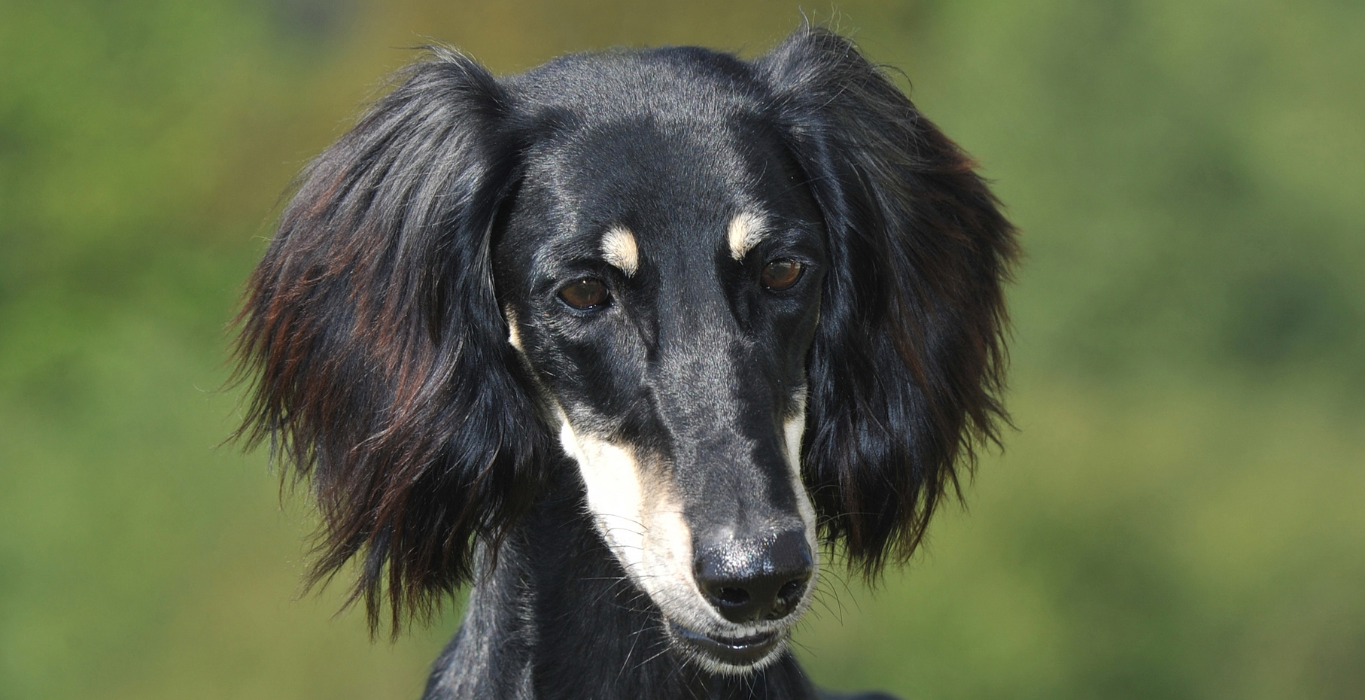 saluki galgo