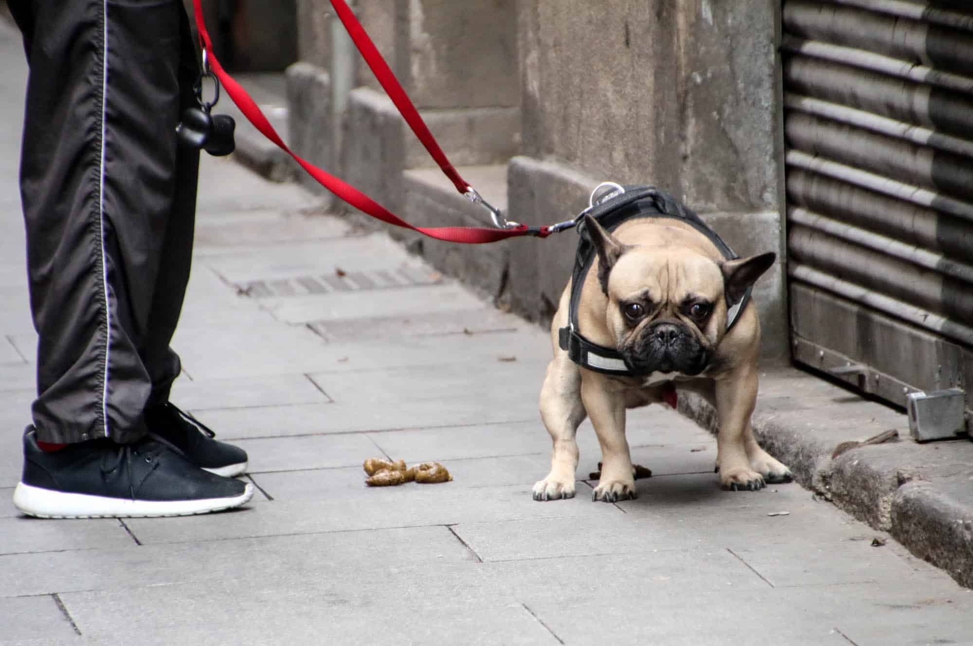 ¿Cuánto es la multa por no recoger las heces de un perro en la vía pública?