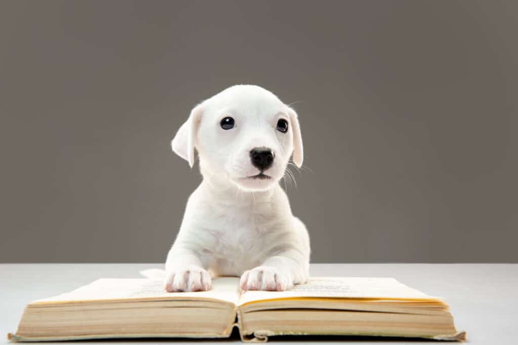 Ley de bienestar animal 2023: Cuándo entra en vigor y novedades