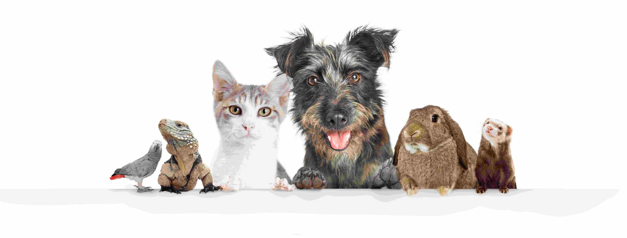 5 preguntas clave sobre el Listado Positivo de Animales de Compañía de la Ley de Bienestar Animal